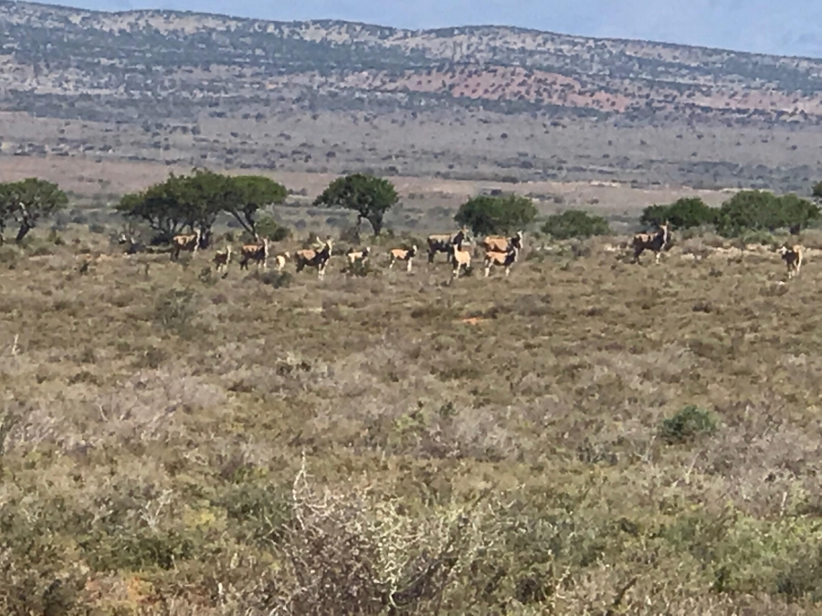 0 Bedroom Property for Sale in Steytlerville Eastern Cape